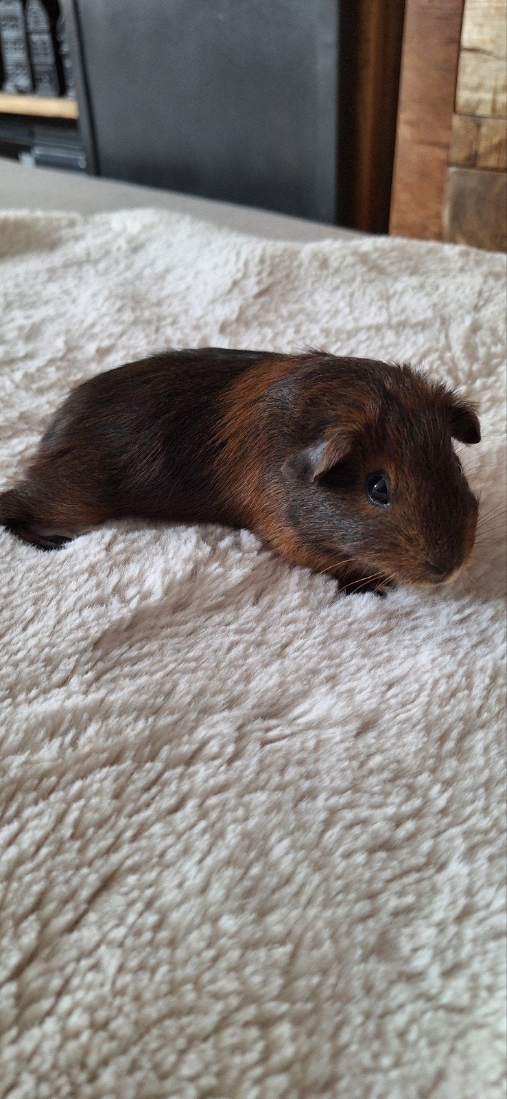 Prachtige Cavia Beertjes, Dieren en Toebehoren, Juli, Mannelijk, Cavia