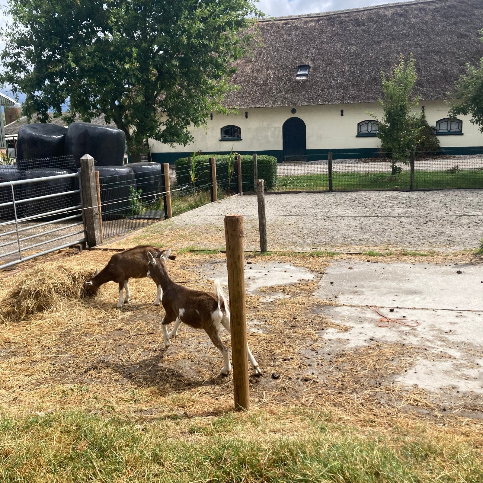 Toggenburger bok te koop, Dieren en Toebehoren, Schapen, Geiten en Varkens, Mannelijk, Geit
