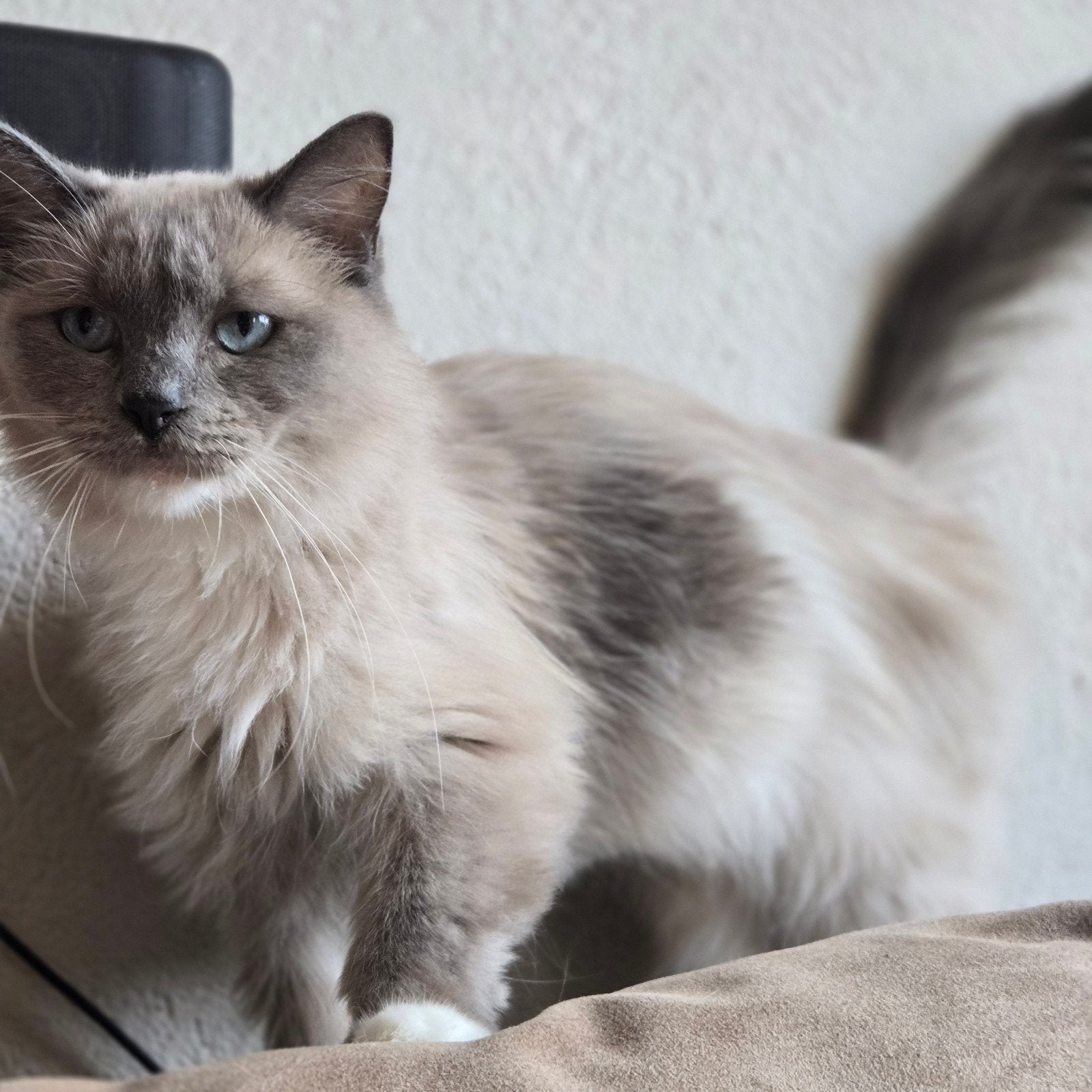 Een bijzonder Ragdoll nestje in verwachting, Meerdere dieren, Gechipt, 0 tot 2 jaar