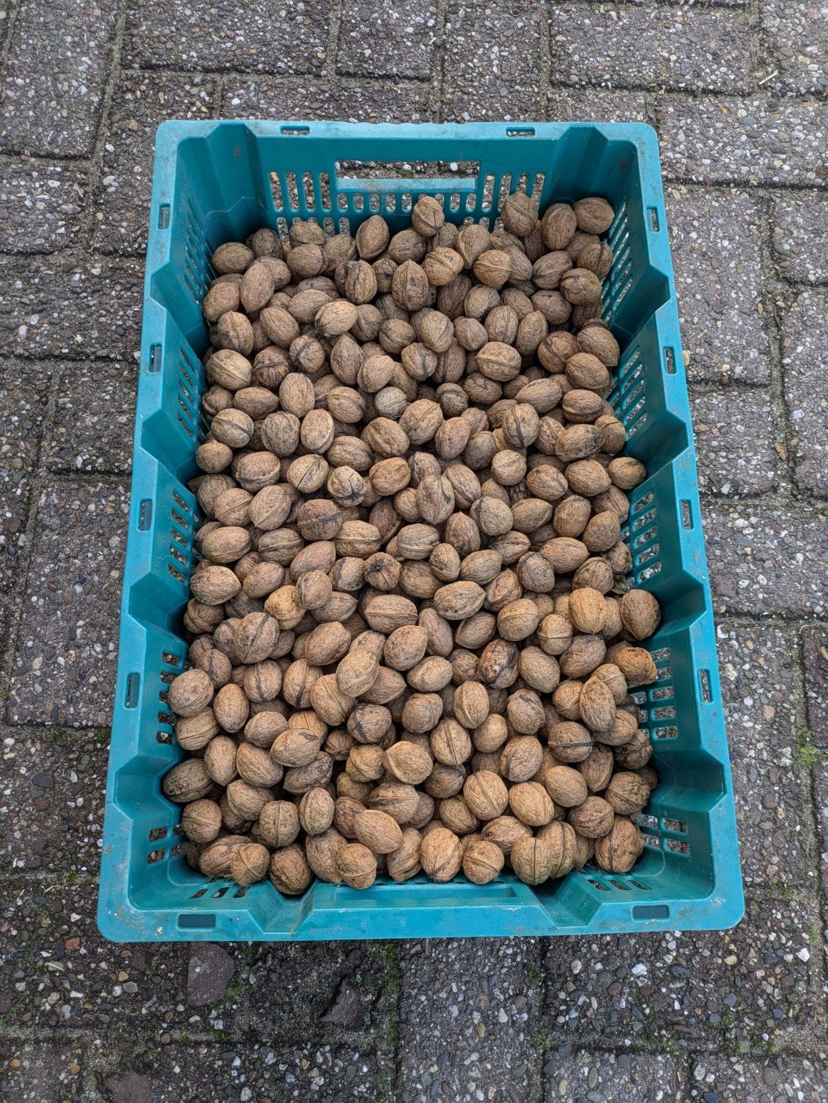 Walnoten oogst 2026, Ophalen