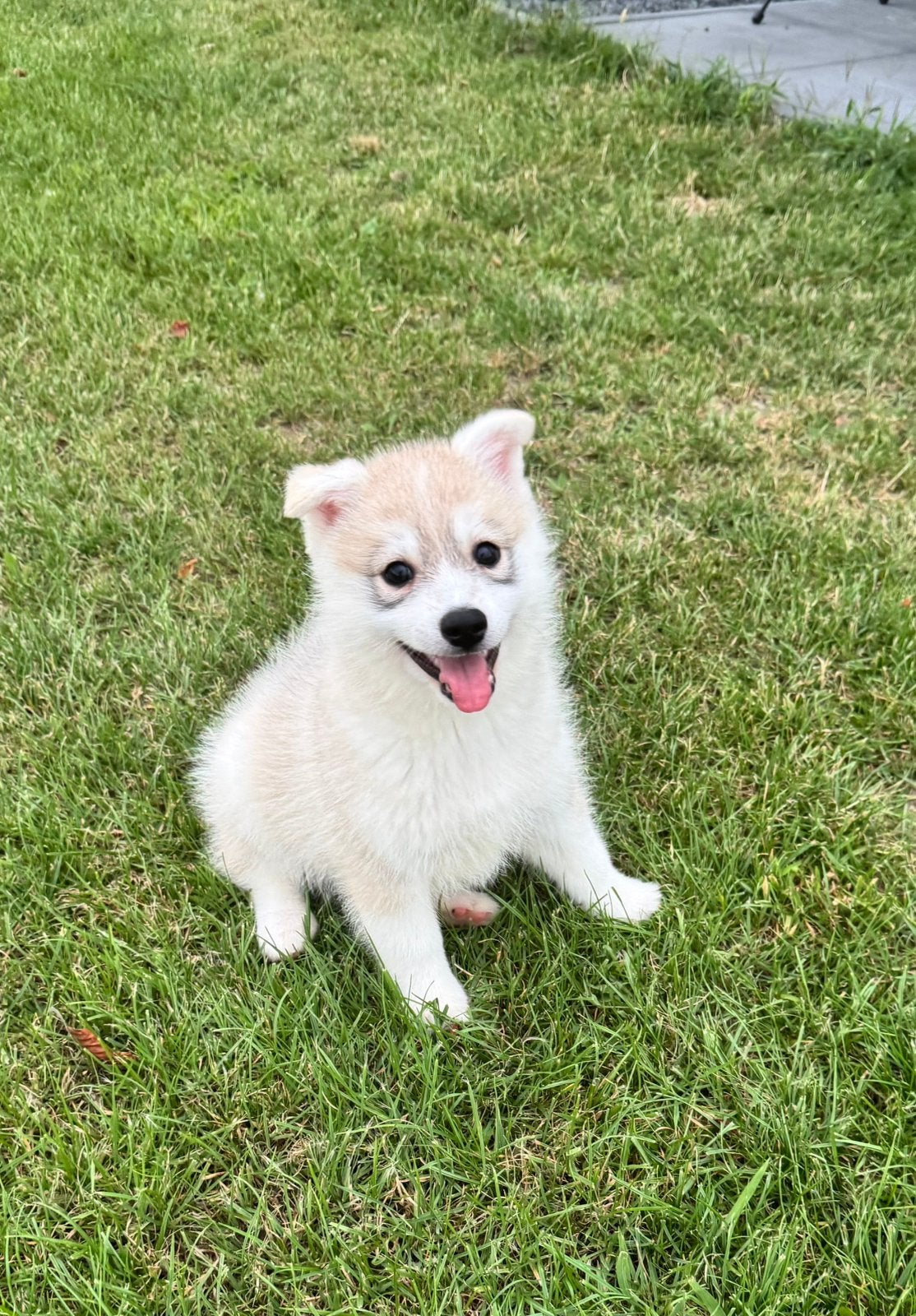 Pomskynederland - PUPS BESCHIKBAAR, Parvo, Nederland, 8 tot 15 weken, Poolhond