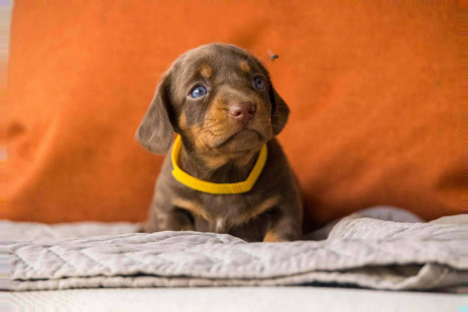Prachtige teckel pups, Parvo, 8 tot 15 weken, Korthaar, Dwerg