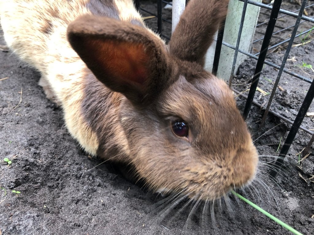 Konijn, Dieren en Toebehoren, Mannelijk, Middelgroot