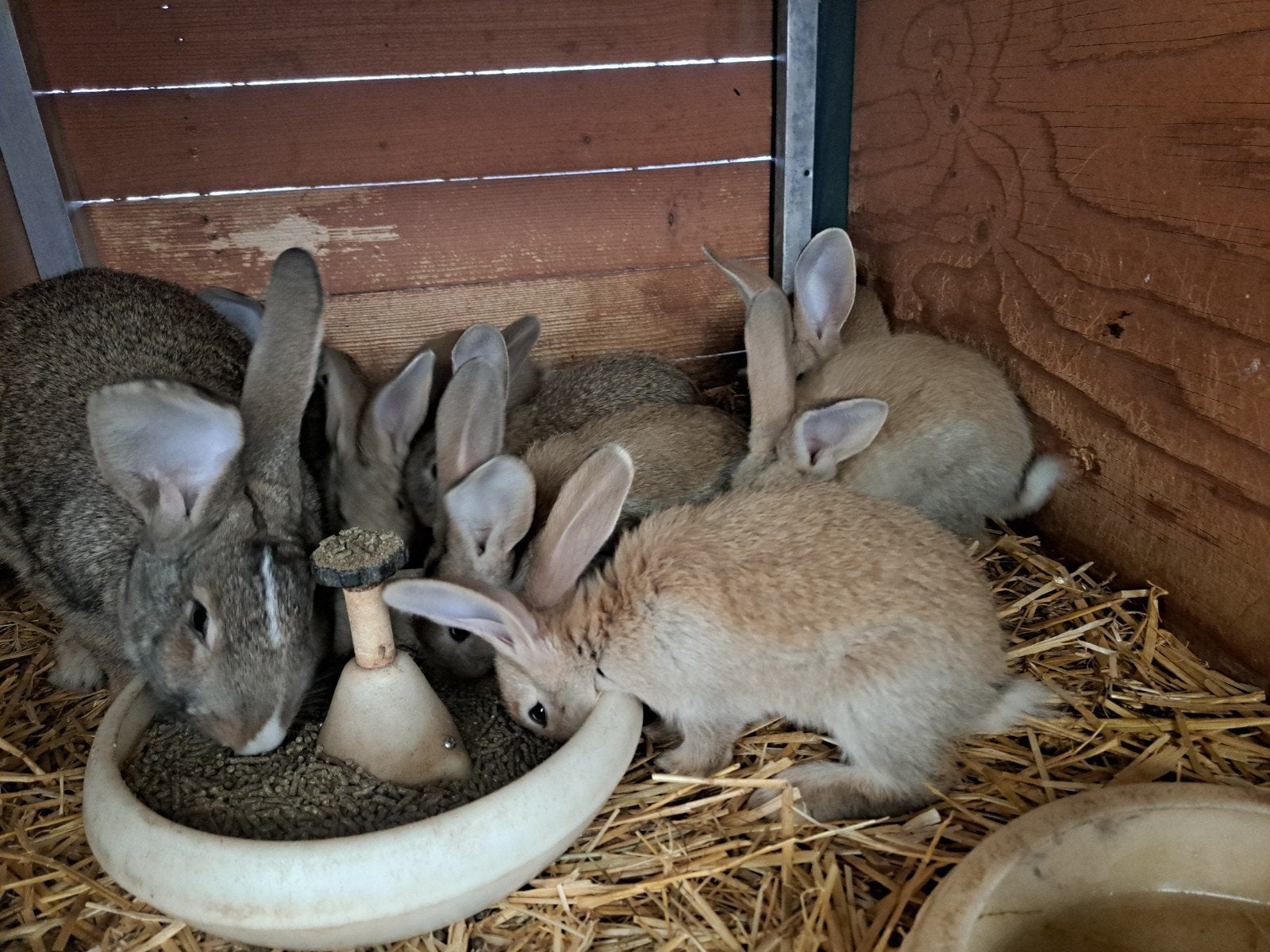 Te koop mooi jonge Vlaamse reuze   konijnen, Dieren en Toebehoren, Konijnen, Meerdere dieren, Groot