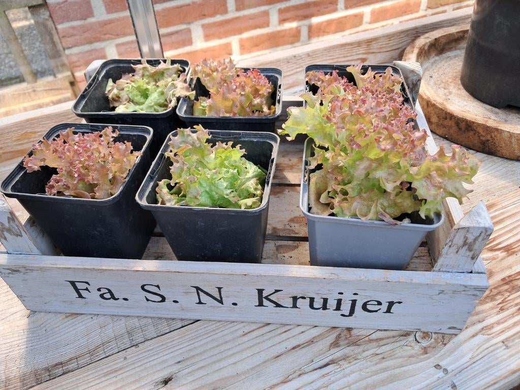 6 sla🥗plantjes, Ophalen of Verzenden, Rond, Minder dan 30 cm