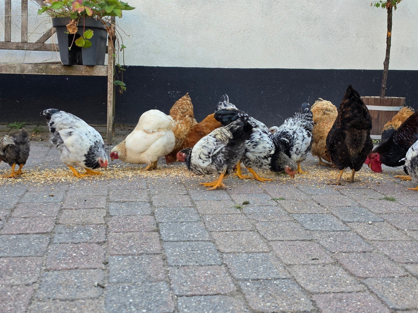 Hanen te koop, Dieren en Toebehoren, Pluimvee, Mannelijk, Kip
