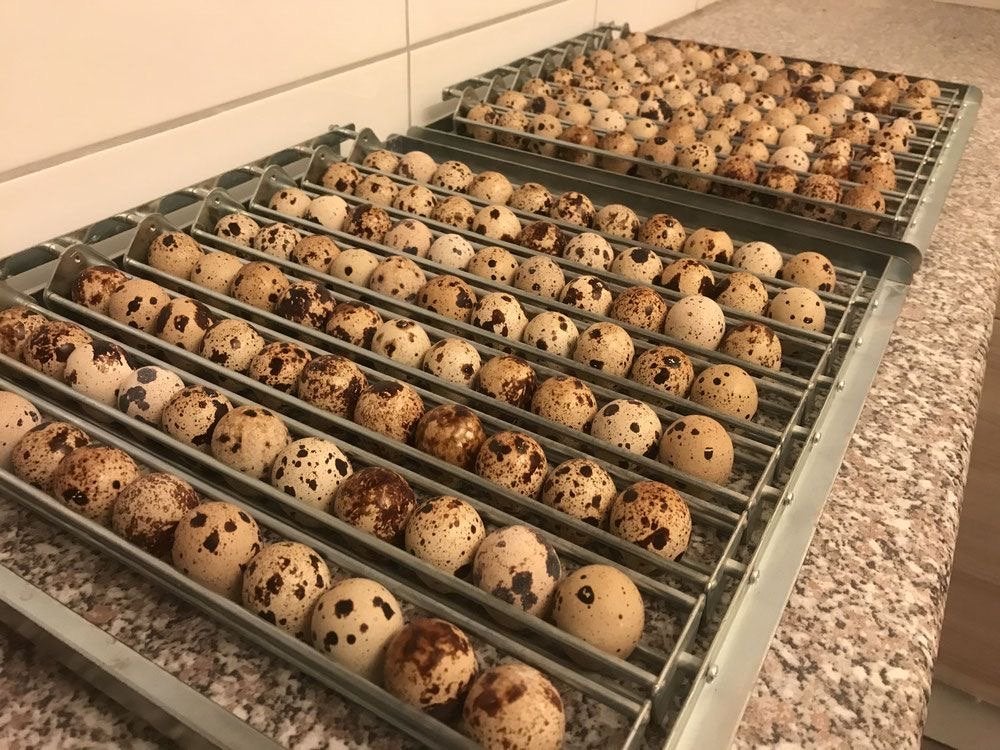 Broedeieren van Japanse vleeskwartels, Dieren en Toebehoren, Pluimvee, Geslacht onbekend, Overige soorten