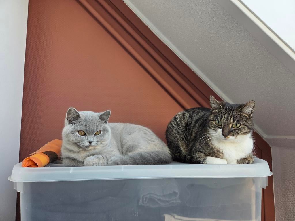 Honden en/of kattenoppas aangeboden, Diensten en Vakmensen, Particuliere oppas