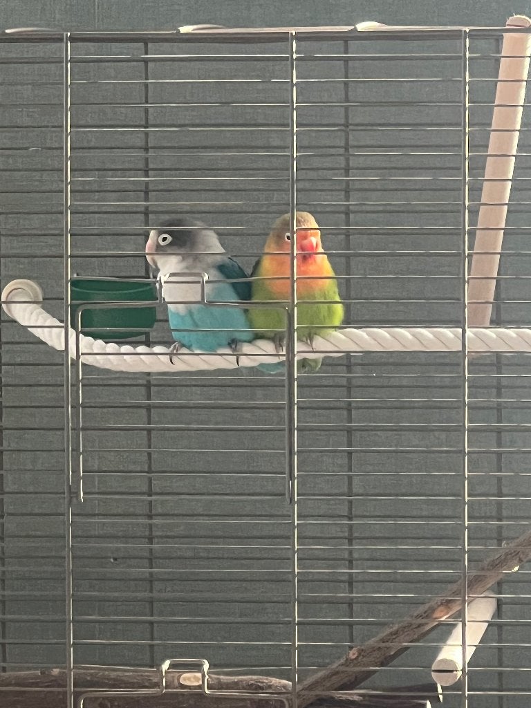 2 prachtige agapornissen (incl. alle toebehoren), Dieren en Toebehoren, Vogels | Parkieten en Papegaaien, Meerdere dieren, Dwergpapegaai of Agapornis