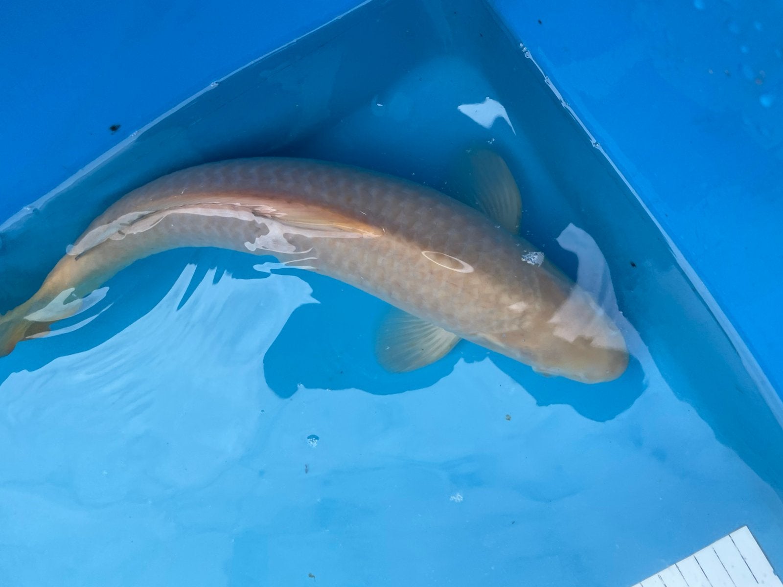Karashigoi van 40 cm, Dieren en Toebehoren, Vissen | Vijvervissen, Karper of Koi