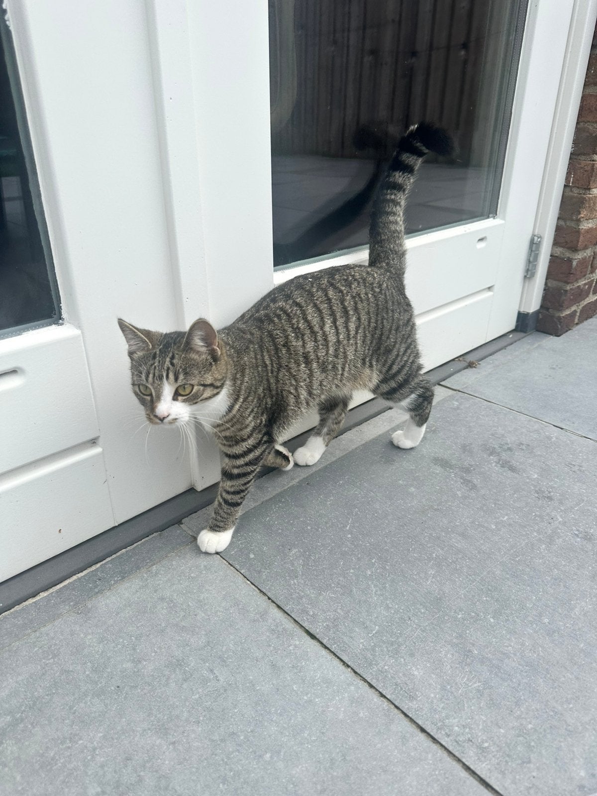 2 lieve katten, Poes, Kortharig, 0 tot 2 jaar