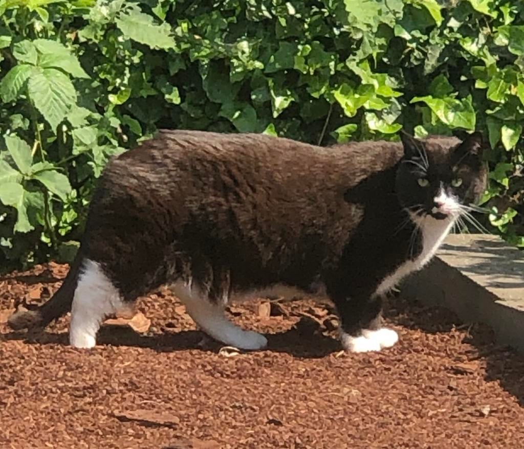 Boefje vermist, Dieren en Toebehoren, Kat