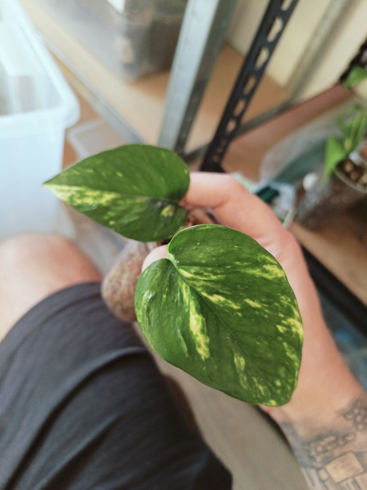 Epipremnum bumpy, Overige soorten, In pot, Minder dan 100 cm, Groene kamerplant