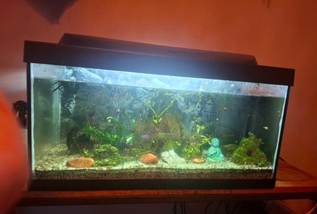 Aquarium 60liter compleet met extra accessoires., Dieren en Toebehoren, Ophalen, Gebruikt, Gevuld zoetwateraquarium, Tetra