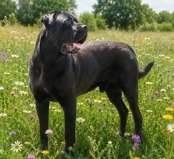 CANE CORSO  HDA/ED0/DSRA vrij beperkt nog beschikbaar!, Reu, Parvo, Eén hond, 3 tot 5 jaar