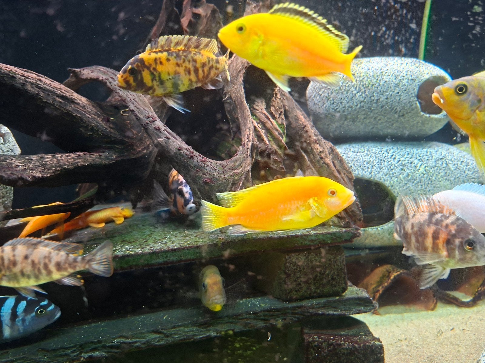 malawi cichlide, Dieren en Toebehoren, Overige typen, Zoutwatervis, Schoolvis