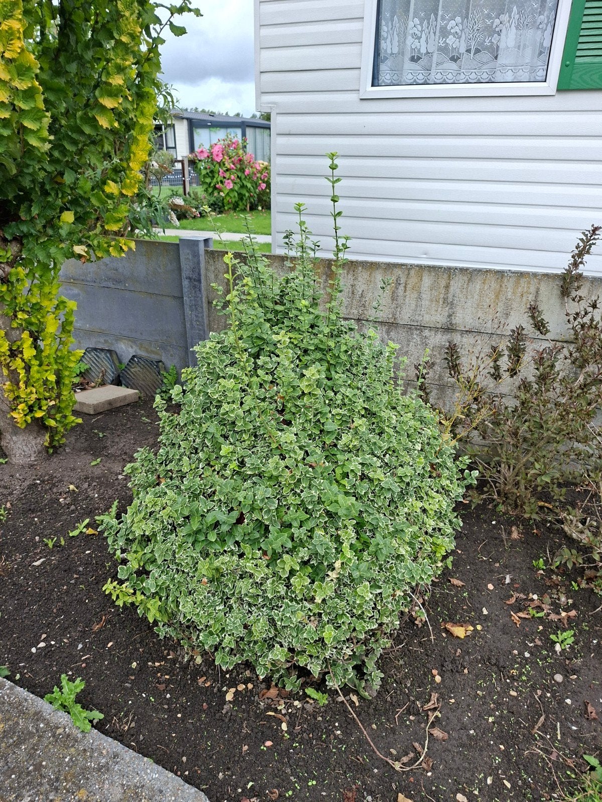 tuinplanten, Tuin en Terras, Ophalen, Vlinderstruik, Minder dan 100 cm