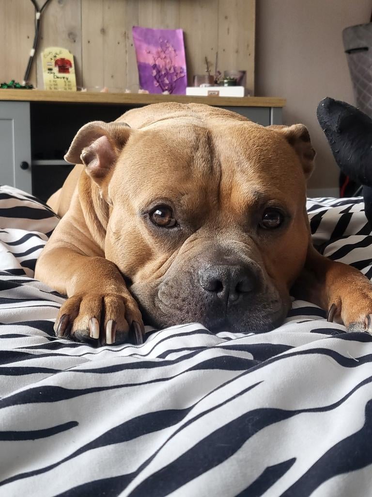 Liefdevol huisje gezocht, Dieren en Toebehoren, Eén hond, 3 tot 5 jaar, Nederland, Particulier