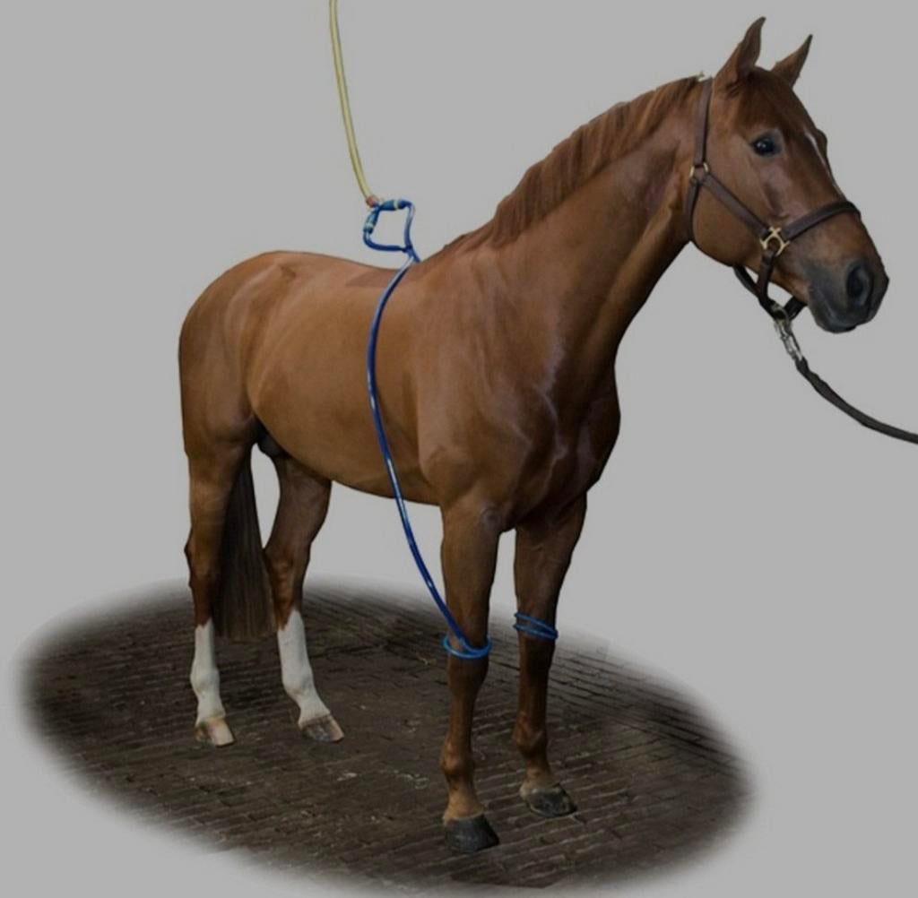 Equine legcooler base, Ophalen of Verzenden, Overige soorten