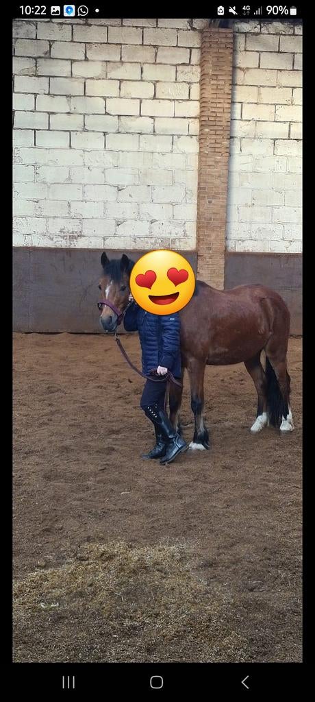 Verzorg pony gezocht in omgeving tilburg?, Ophalen of Verzenden, Zo goed als nieuw