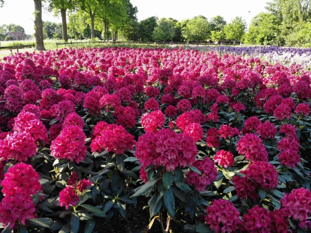 Rhododendrons, Tuin en Terras, Ophalen, Rhododendron, Struik, 100 tot 250 cm