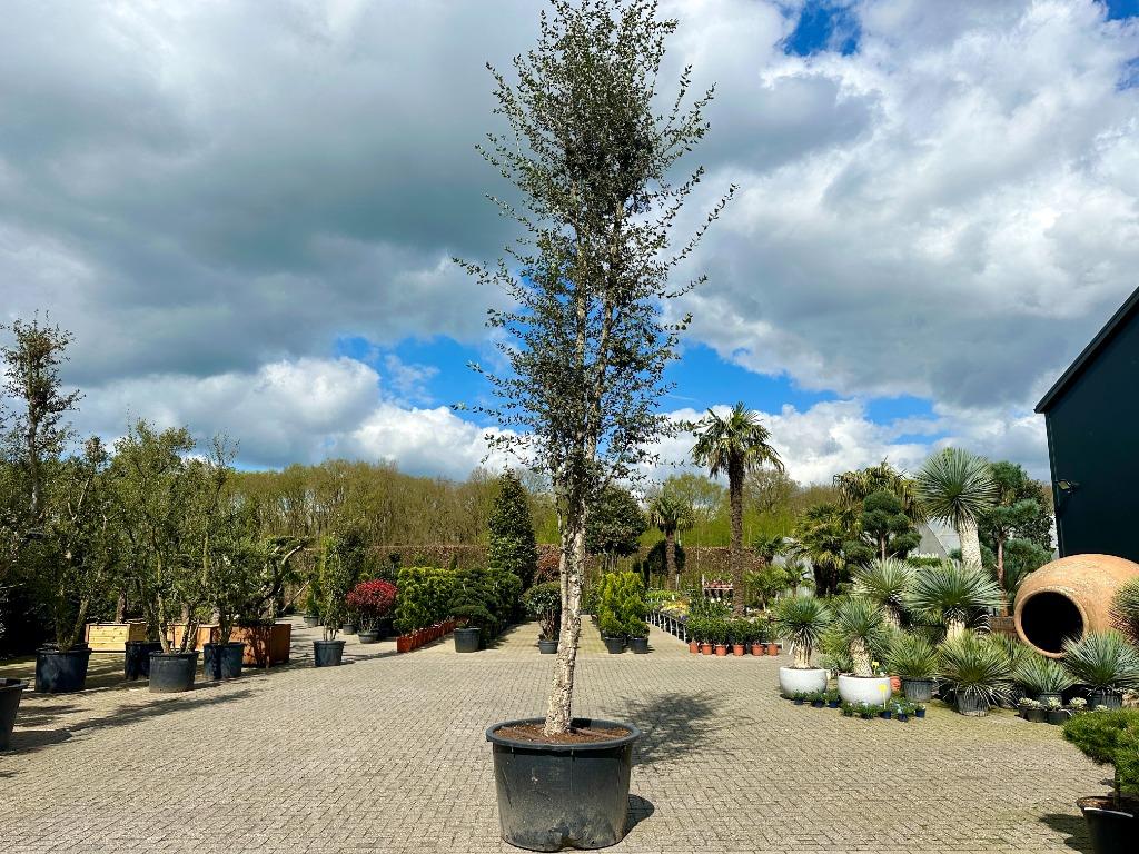 Grote kurkeik- kurkeiken ( Quercus suber) 400-500 cm te koop, Tuin en Terras, Planten | Bomen, Overige soorten, 400 cm of meer