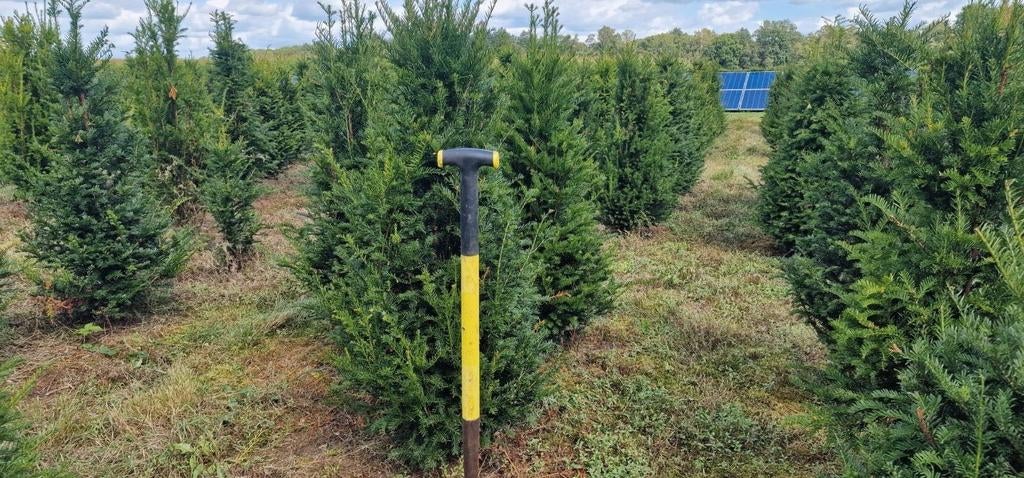 Taxus haagplanten, Eén persoon, Ticket of Toegangskaart