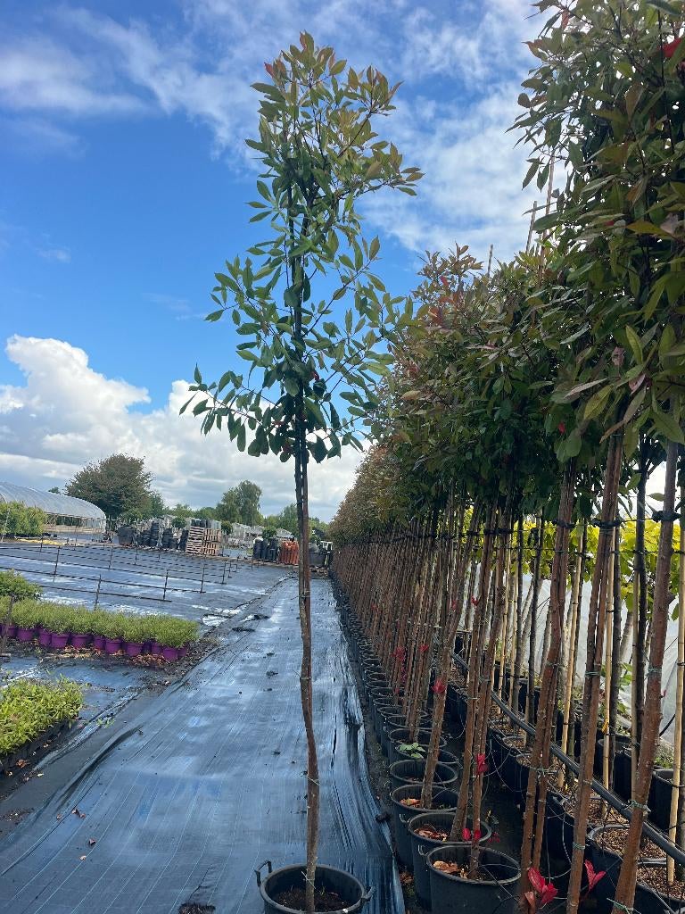 Glansmispel boom  Nu €99,50  Koopje!! Zomerkorting!!, Tuin en Terras, Planten | Bomen, Overige soorten, Lente, 400 cm of meer