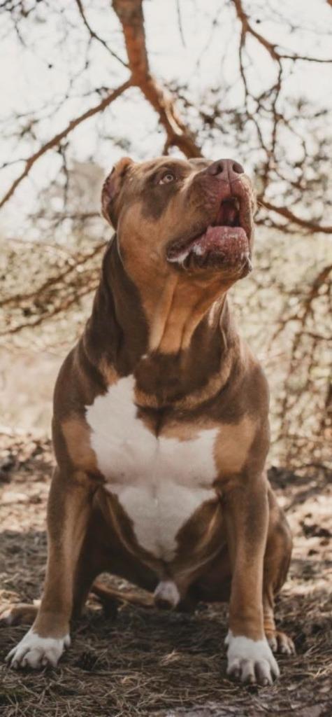 American bully XL - Dekreu - Mr. Choco uit Canada -CHOCO tri, Reu, 1 tot 2 jaar, Eén hond, CDV (hondenziekte)