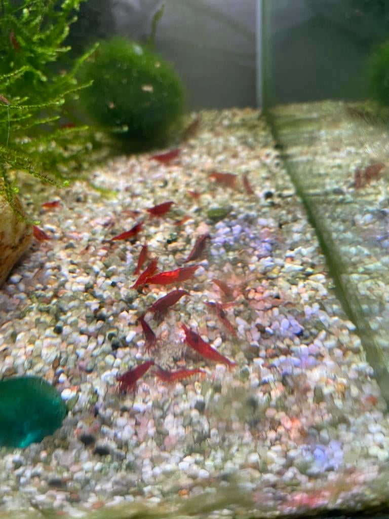 Jonge Bloody Mary Garnalen, Vis, Zoetwatervis, Schoolvis