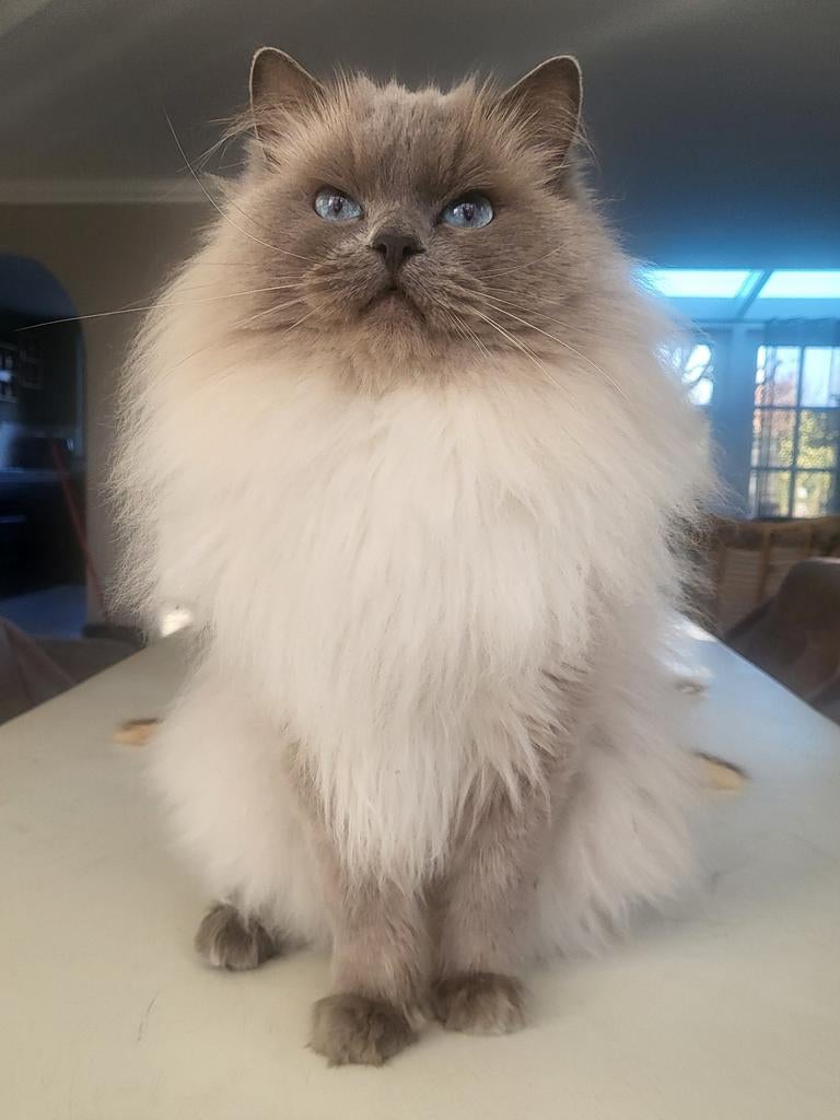 🥇 Ervaren Ragdoll Blue point dekkater met stamboom🥇