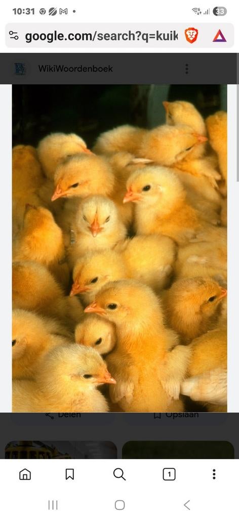 Broedeieren van mesthaantjes ross 308 TOT HALF NOVEMBER, Dieren en Toebehoren, Geslacht onbekend, Kip