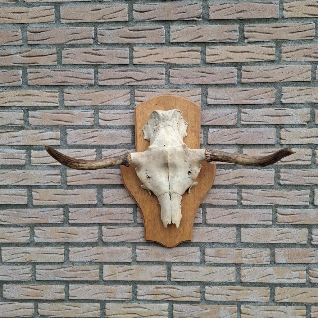 Eland schedel gewei, Ophalen of Verzenden, Zo goed als nieuw, Hert, Schedel