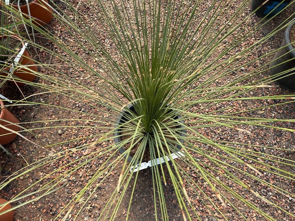 Dasylirion longissimum - Mexicaanse grasboom te koop, Bloeit niet, Minder dan 100 cm, Volle zon, In pot
