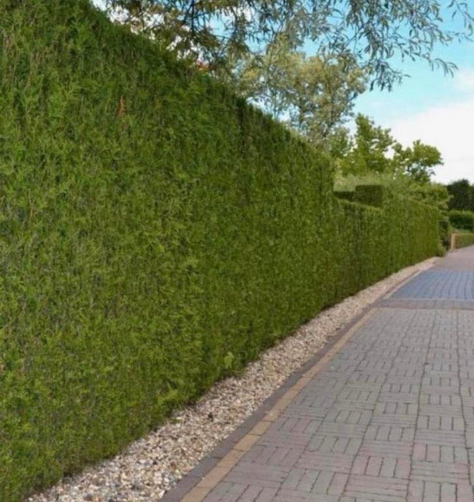 Coniferen thuja brabant, Ophalen of Verzenden, Conifeer, 100 tot 250 cm