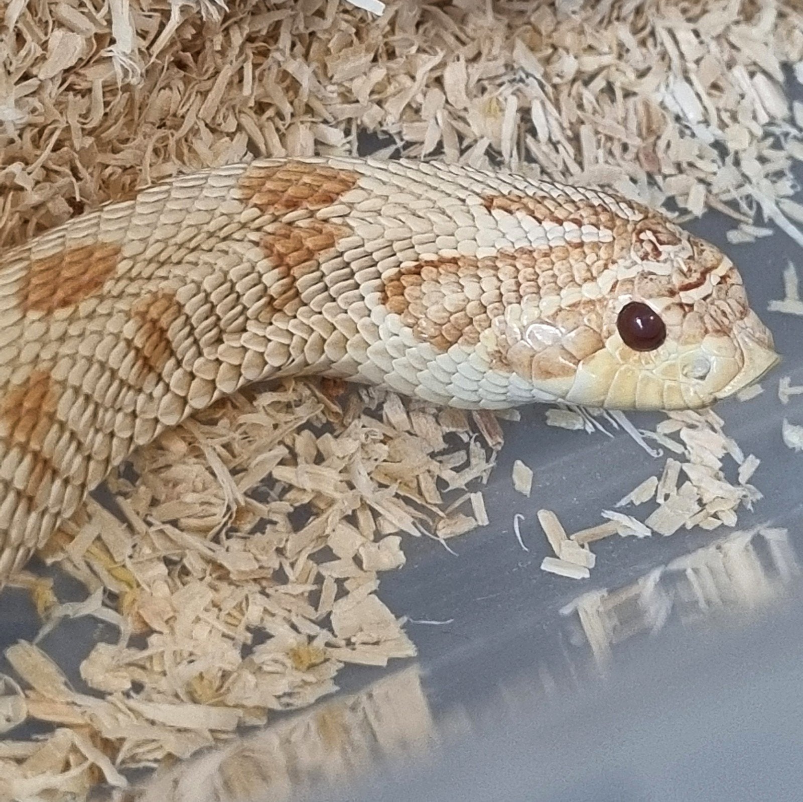 0.1 albino conda 66% axanthic haakneus kweekvrouw Hognose Snake - female for sale from Rocking Reptiles