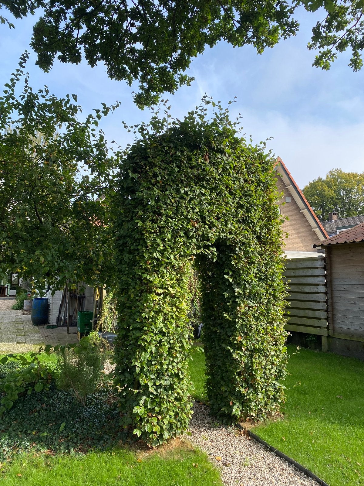 Groene beuken haagboog voor tuin of entree, zelf uitgraven, Vaste plant, Bloeit niet, Halfschaduw, Ophalen