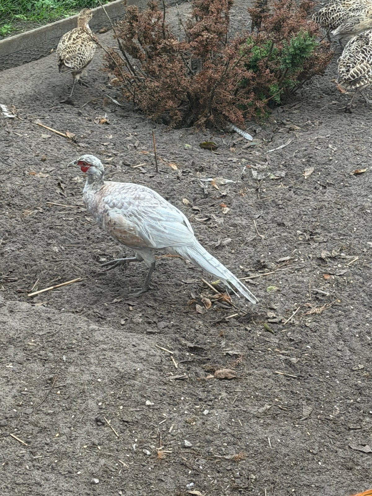 witte bosfazanten hanen met wildkleur hennen, Meerdere dieren, Overige soorten