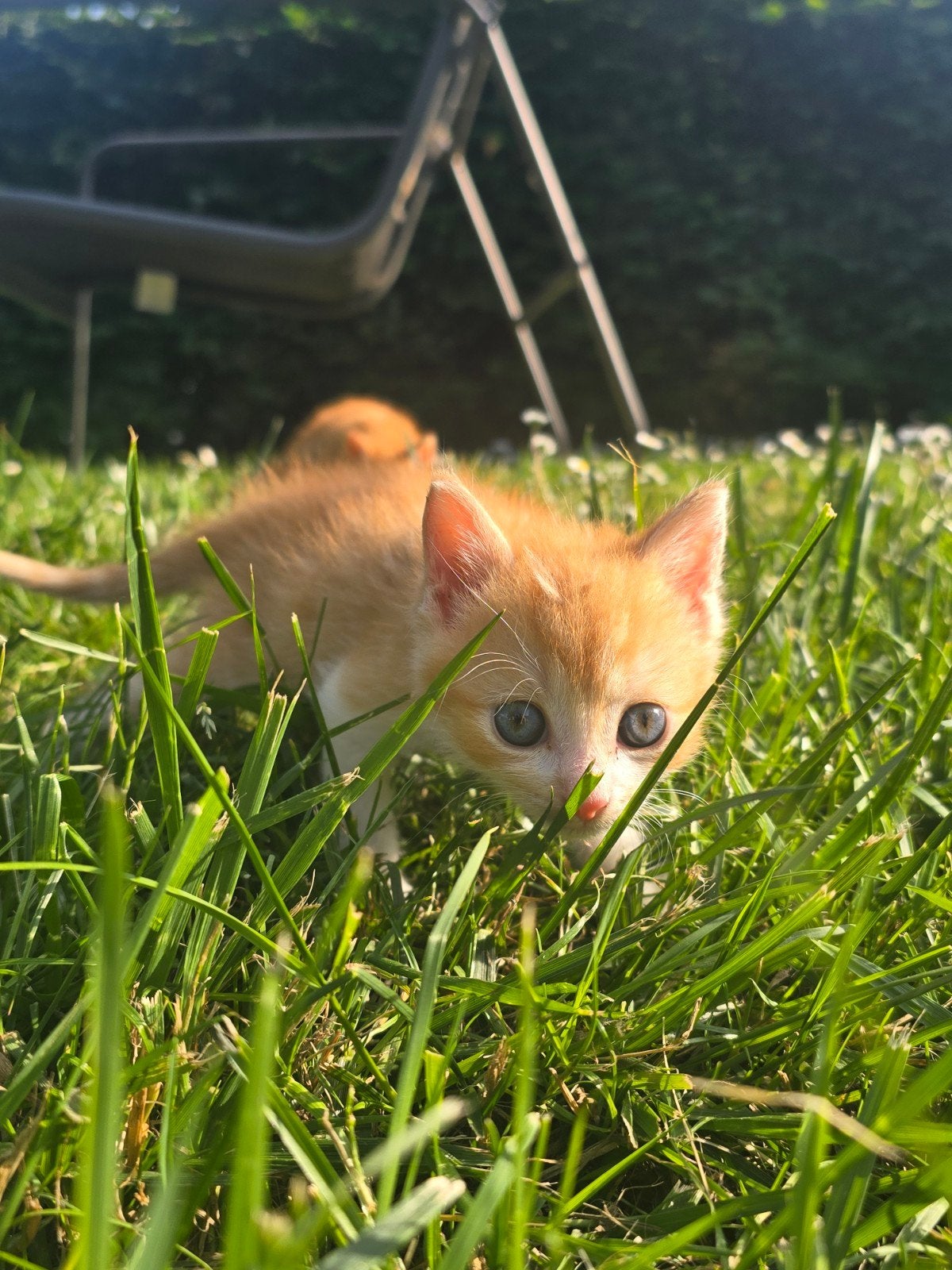 Leuke lieve moederloze katertjes️, Kater