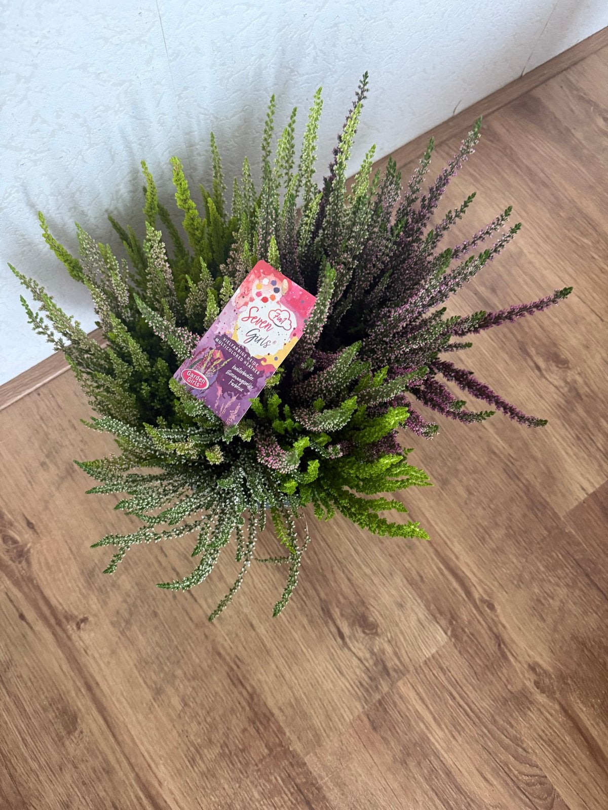 Heideplanten in pot - Diverse kleuren, Tuin en Terras, Volle zon, Vaste plant, Herfst, Ophalen