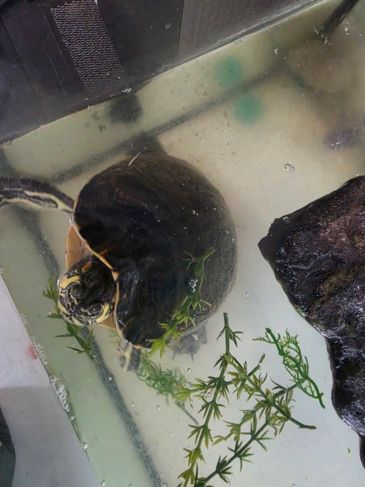 geelwang schildpad ongeveer 10 jaar, Schildpad, Met terrarium, 7 tot 10 jaar