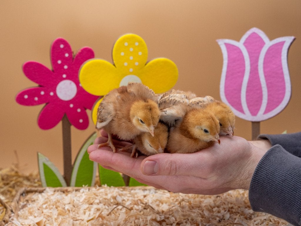 Jonge tamme Rhode Island Red kuikens gesekst & ingeënt, Vrouwelijk, Kip
