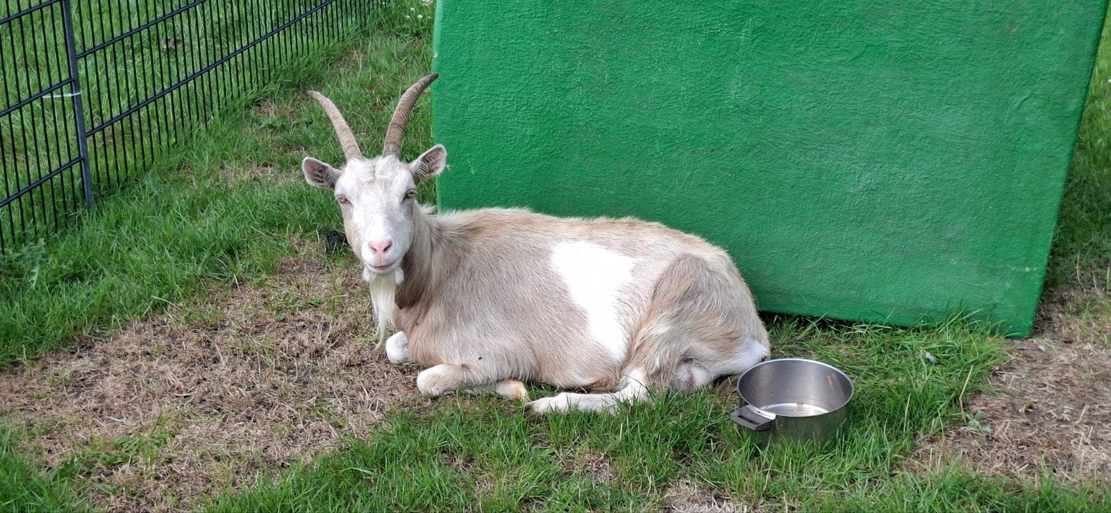 TEAB Toggenburger geit, Dieren en Toebehoren, Vrouwelijk, Geit, 3 tot 5 jaar