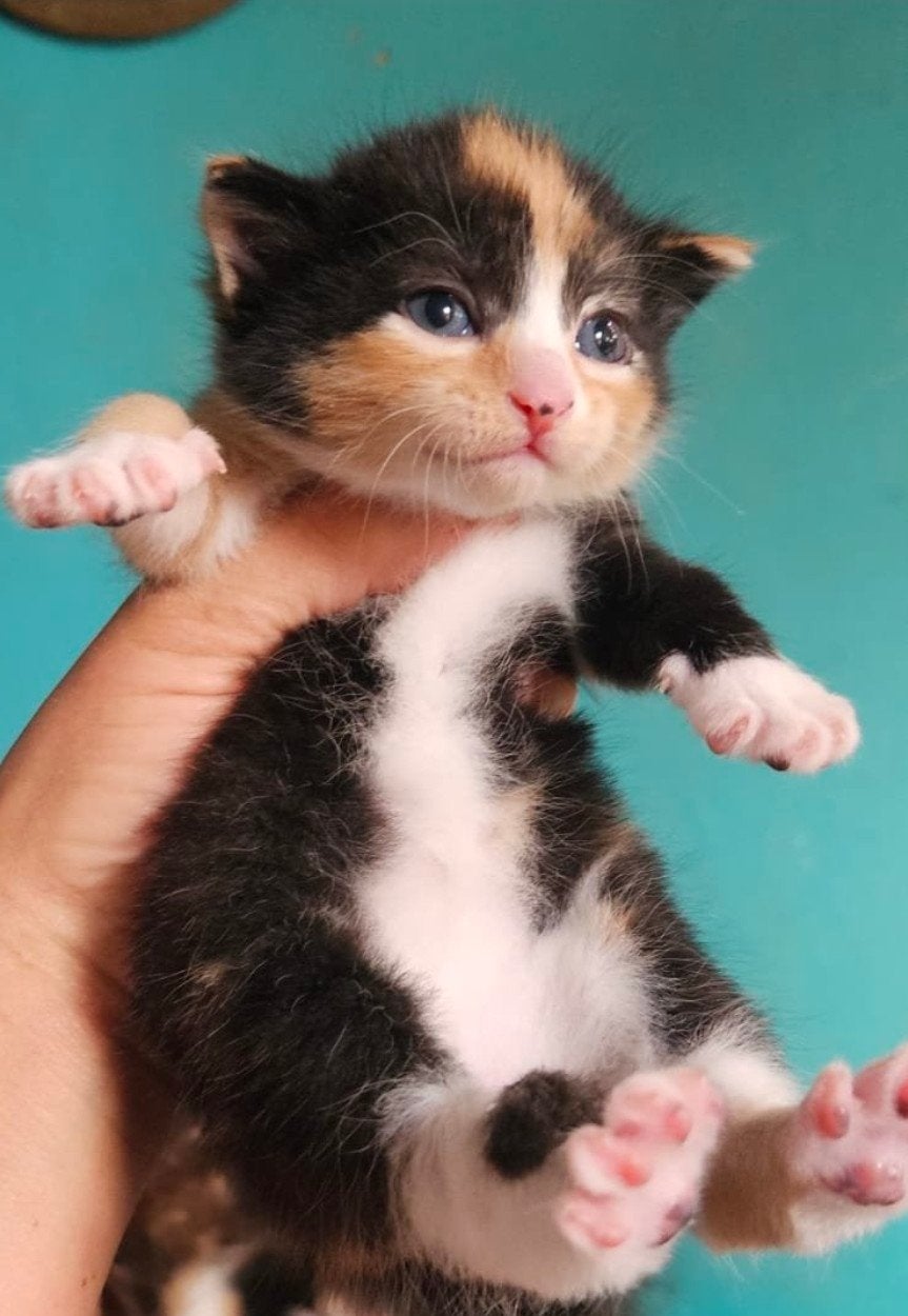 lieve schattige kittens tekoop, Meerdere dieren
