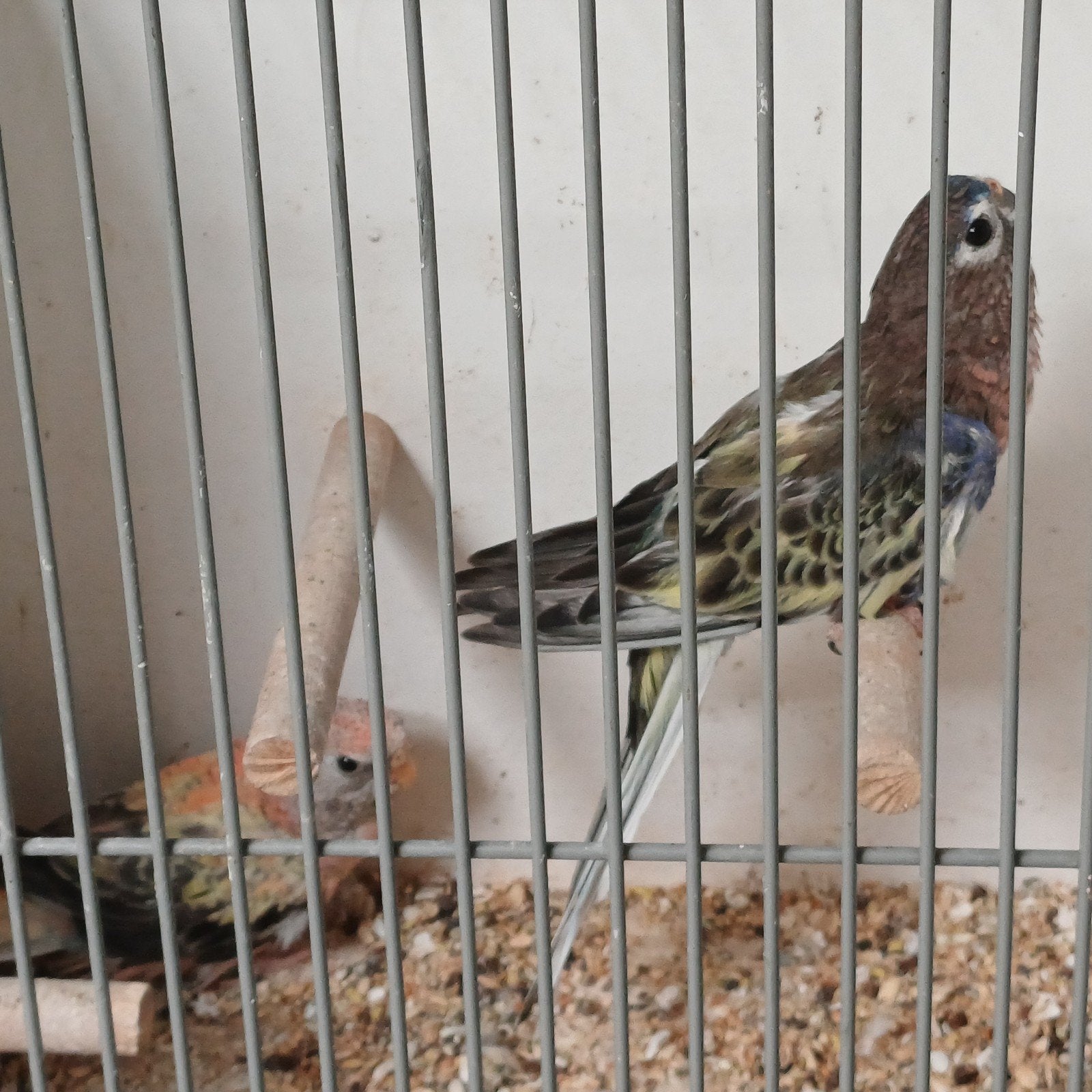 prachtig koppel gezoomde Bourkes, Meerdere dieren, Parkiet