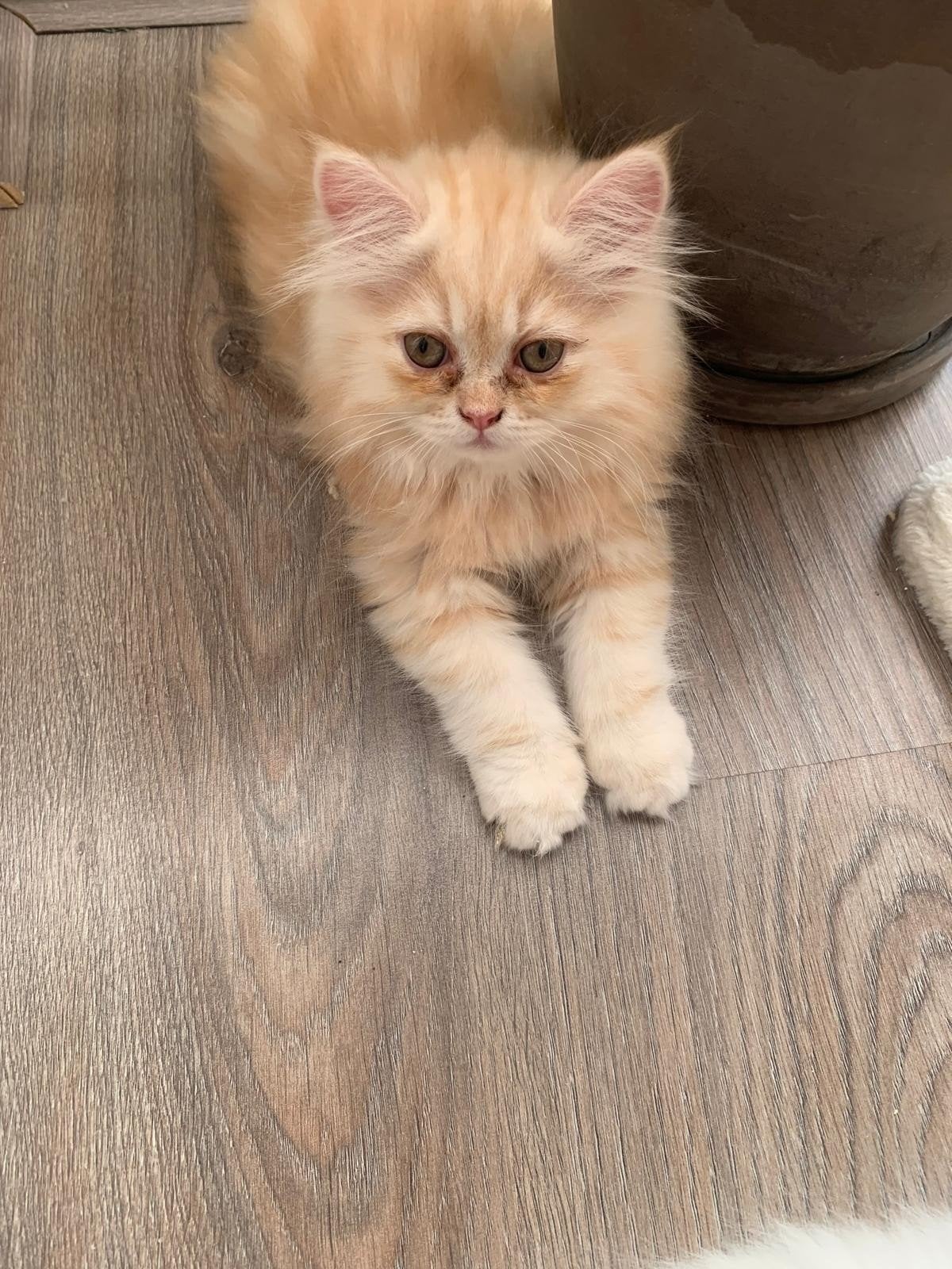 4 Prachtige en Lieve Himalayan Kittens Zoeken een Liefdevol, Dieren en Toebehoren, Meerdere dieren, Langharig