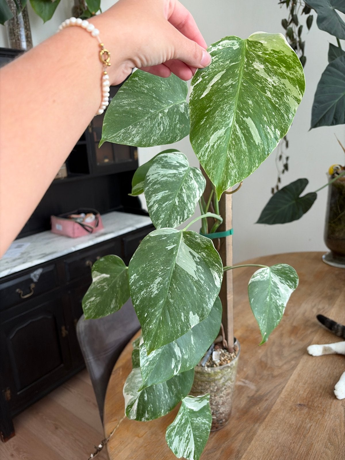 Monstera Variegata op hout in Lechuza Pon, Tuin en Terras, Planten | Tuinplanten, Ophalen, Vaste plant, Bloeit niet, Halfschaduw
