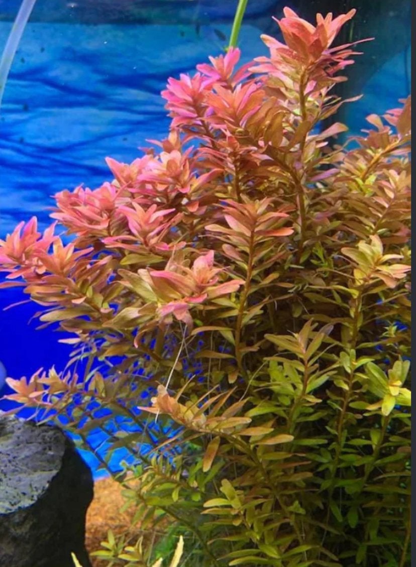 Rotala rotundifolia aquariumplant - Gezonde stekjes te koop!, Vis