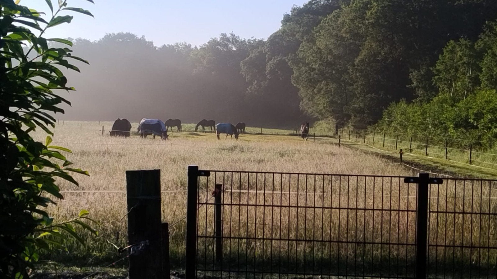 Stalling aangeboden ruime nette locatie aan het bos, Weidegang, 2 of 3 paarden of pony's