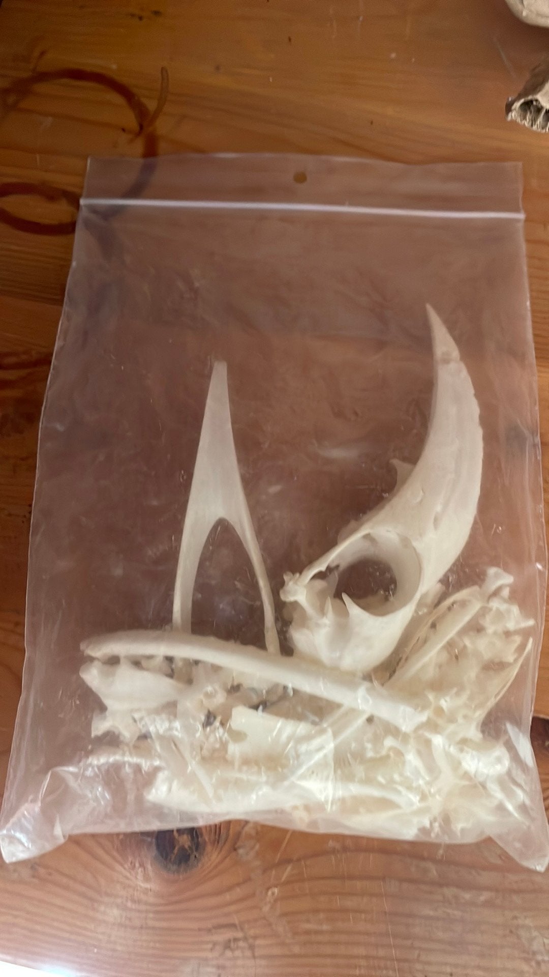 Skelet bonte tok, Verzamelen, Ophalen, Nieuw, Vogel, Overige typen